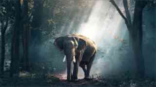 demo elephant